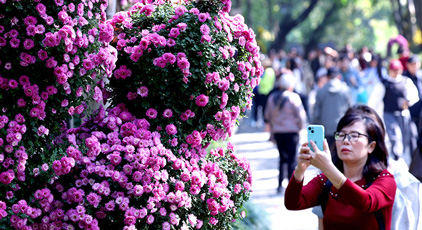 浙江杭州:菊花盛开游客来